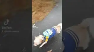 En el parque! #mascotas #lunayuesey #tiktok #tiktokvideo #estrellasalinas #shorts #shortvideo