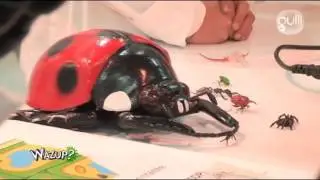 Le saviez-vous ? Des insectes et des pesticides - Wazup c'est sur Gulli !