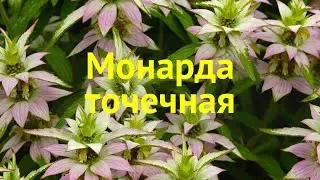 Монарда точечная. Краткий обзор, описание характеристик, где купить саженцы monarda punctata