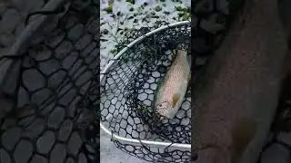 #fish #fishing #fishingtips #fishinglife #fishingvideo #fishingtrip #fishingvideos #outdoors #trout