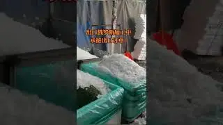 Broccoli exported to Russia WhatsApp:+86-19577746835 #freshvegetable#fresh broccoli#export vegetable