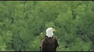 Decorah Hatchery Eagles~BE Pair Work On Nest-Leucistic Goose At N1-Good Look at Bald Eagle_5/18/25