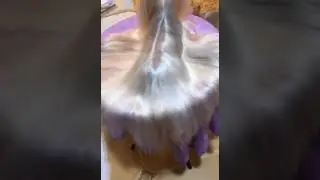 World Record? Long Hair Dog #Shorts