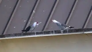 Heermann's Gull territorial dispute