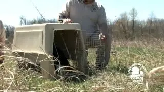 Willowbrook Wildlife Center Releases Bald Eagle