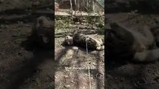 Healing Mud Therapy 😃 #cat #short #funny #cutecat #catlovers #animals
