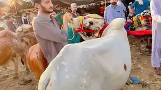 Nasirpur Kala Mandi peshawar 