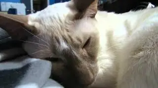 Cat Tremors/Shivering/Muscle Spasms