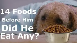 Picky Eater Dog | Dog Reviews Food