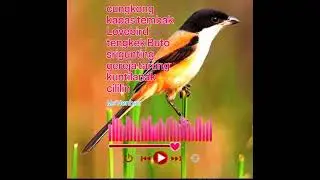 Masteran burung cendet full isian