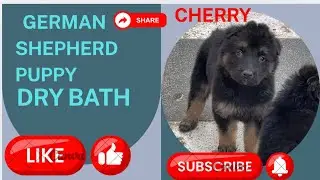 How to Dry Bath puppy 🐶 First Dry Bath || Step by Step || GSD PUPPY 