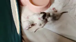 Новорожденные котята покинули дом и зовут свою кошку-мать. Котята мяукают.
