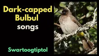 Dark-capped Bulbul songs and excited alarm calls