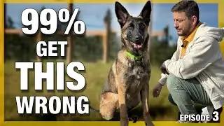 How To Quickly Train Any Dog With 1 word (and it isn&rsquo;t &ldquo;No&rdquo;)