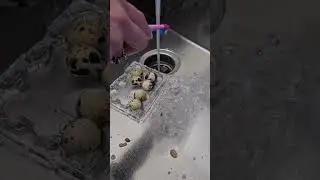 #QuailEggs #HomesteadLife #FarmFreshEggs #EggWashing #QuailEggs #HomesteadLife #FarmFreshEggs