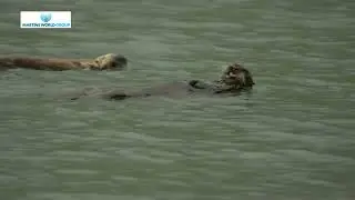 Alaska Sam Rohrer. Sea Otters. Sams Camp, Kodiak.