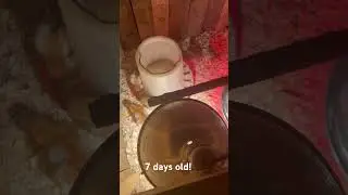 7 day old chicks