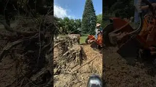 Let's grind a huge stump rootball #stumpgrinding