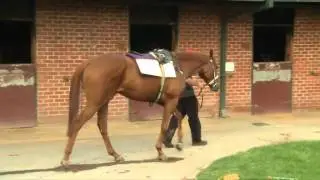 Rupert Clarke stakes preview - Brendan Mc Carthy