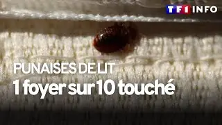Punaises de lit : comment les rep&eacute;rer et surtout s'en d&eacute;barrasser ?