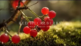 Red Huckleberry &ndash; The Bright, Wild, Northwest Forest Berry Explained