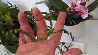 Orchidées; mon test pour ne plus les tuer ;) hydroculture,