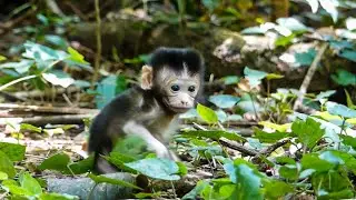WHAT HEPPEN ?? ADORABLE TOBIAS MONKEY LOOK TO FIND MOTHER MONKEY | When mother leave him alone