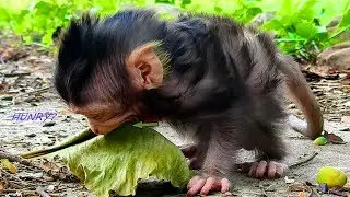 Is Lizza Hungry,But Just Born Can't Eat Strong Thing Like This, Try Best