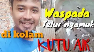 WASPADA... TELUR NYAMUK DI KOLAM KUTU AIR