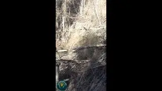 PART 5/🌲 Hidden Paths & Fallen Bridges | Wild Work Continues 🛠️🌿 -Building like a beaver!