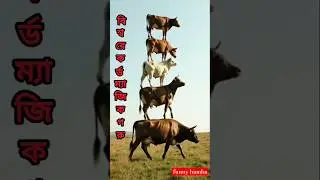 Five cow on a line ❤️🐄👈 Hamba #shorts #youtubeshorts