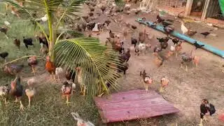 Relaxing after Retirement with Farms | Chicken farm Ep001 #farmlife #chicken #fyp