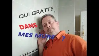 Qu est ce qui gratte dans mes murs ? un rat dans mon mur, mon plafond ?  Les conseils d'un pro
