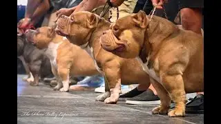 Rhino Valley Presents -Judgement Day $20K Stackoff