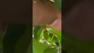 my cherry 🍒   plant   harvest