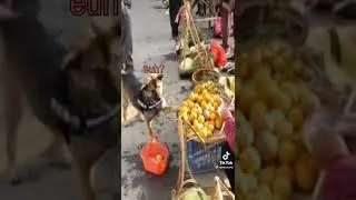 dog buys a pear