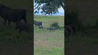 Warthog Family #Wildlife #ShortsAfrica