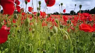 Slow TV - Poppy Field