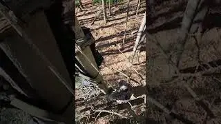 EASIEST Way To Get Rappel Rope Out Of Tree While One Sticking!! ONE STICK SADDLE HUNTING!! #shorts