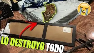VIVIENDO 24 HORAS CON UN TIGRE SALVAJE *muy agresivo* || ALFREDO VALENZUELA
