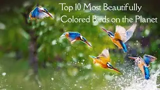 Top 10 Most Beautifully Colored Birds on the Planet
