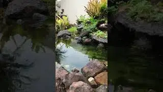 Lago ornamental com carpas coloridas (Barbosa Ferraz-Pr) - Kawa Lagos