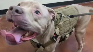 Pitbull Goes To Vet His Skin Just Keeps Getting Worse! 😞