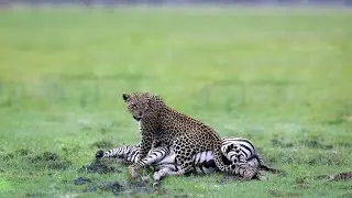 Leopard Hunting Zebra In The Wild