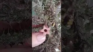 MINHA PAIXAO ETERNA PLANTAS