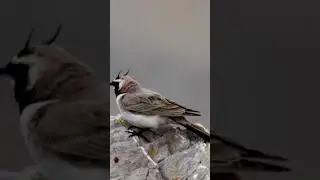 Free Lark Sounds  &ndash;  Spinosha TV | #cuteanimal #shorts  #animals