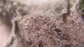 Ep 402 Kings Chem medical cannabis review Hd 1080p Hd marijuana
