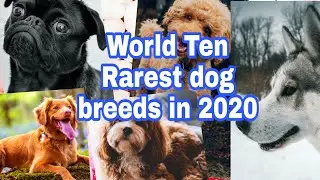 10 Rarest Dog Breeds in the World 2020