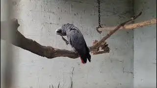 Lurking Umgeni bird park