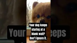 Your pet might be trying to warn you. Don&rsquo;t ignore the signs. #CreepyPets #AnimalInstincts